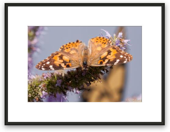Painted Lady Butterfly Framed Fine Art Print