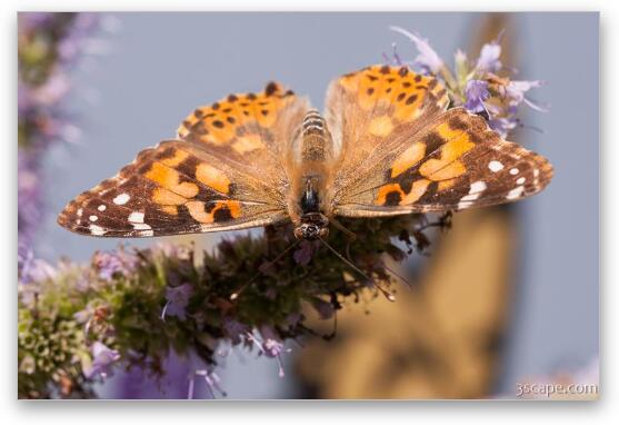 Painted Lady Butterfly Fine Art Metal Print