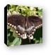 Spicebush Swallowtail Butterfly Canvas Print