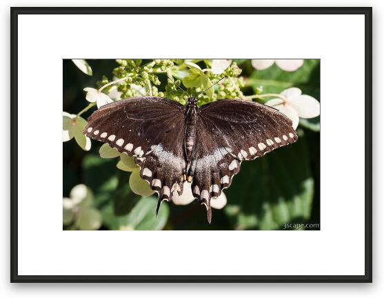 Spicebush Swallowtail Butterfly Framed Fine Art Print