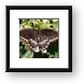 Spicebush Swallowtail Butterfly Framed Print