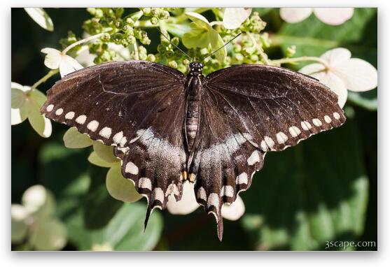 Spicebush Swallowtail Butterfly Fine Art Metal Print