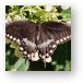 Spicebush Swallowtail Butterfly Metal Print