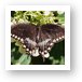 Spicebush Swallowtail Butterfly Art Print