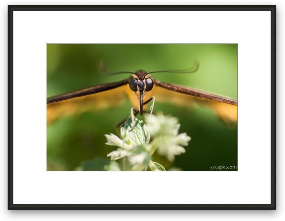 Swallowtail Butterfly Framed Fine Art Print