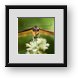 Buy Framed Print