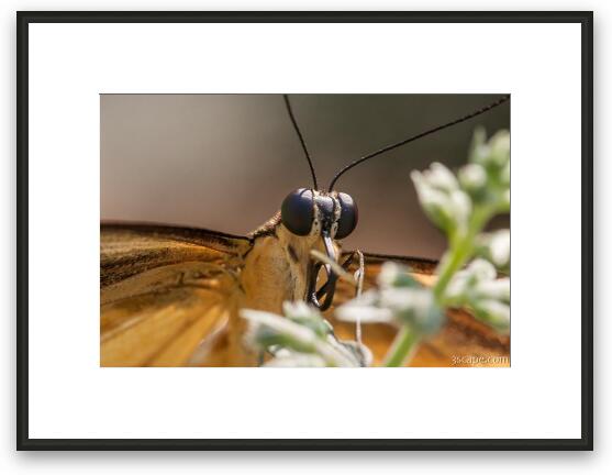 Swallowtail Butterfly Framed Fine Art Print