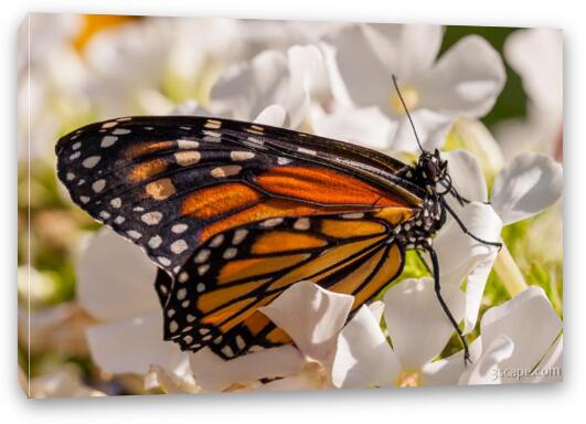 Monarch Butterfly Fine Art Canvas Print