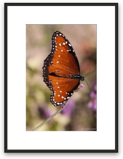 Queen Butterfly Framed Fine Art Print