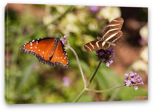 Queen and Zebra Longwing Butterflies Fine Art Canvas Print