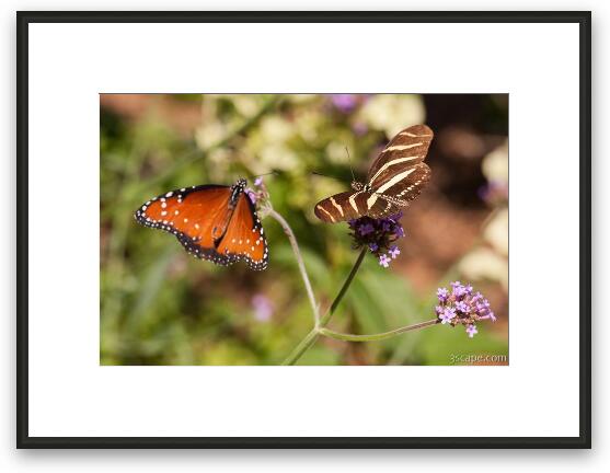 Queen and Zebra Longwing Butterflies Framed Fine Art Print
