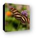 Zebra Longwing Butterfly Canvas Print
