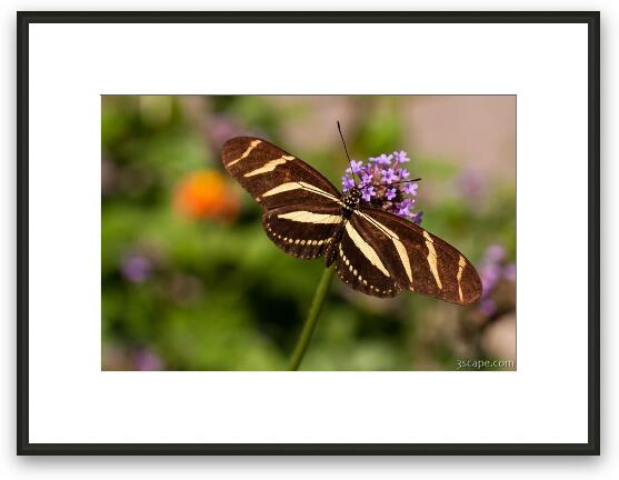 Zebra Longwing Butterfly Framed Fine Art Print