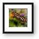 Zebra Longwing Butterfly Framed Print
