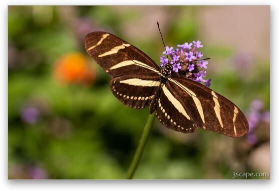 Zebra Longwing Butterfly Fine Art Metal Print