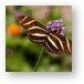 Zebra Longwing Butterfly Metal Print