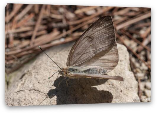 Great Southern White Butterfly Fine Art Canvas Print