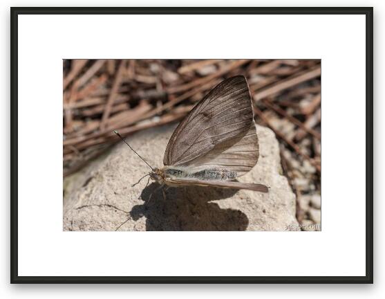 Great Southern White Butterfly Framed Fine Art Print