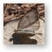 Great Southern White Butterfly Metal Print