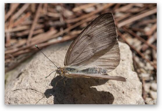 Great Southern White Butterfly Fine Art Print