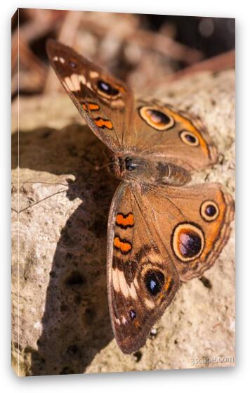 Common Buckeye Butterfly Fine Art Canvas Print