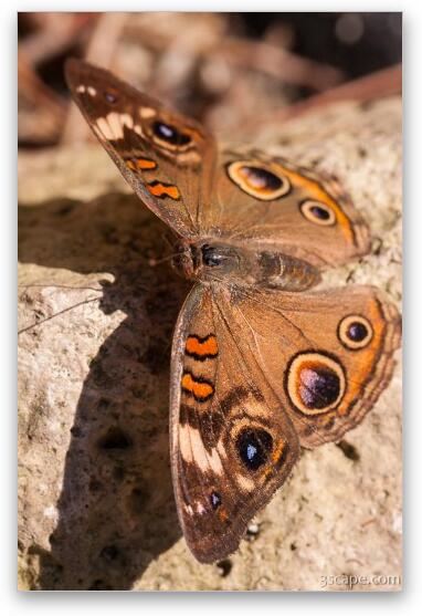 Common Buckeye Butterfly Fine Art Metal Print