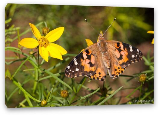 Painted Lady Butterfly Fine Art Canvas Print