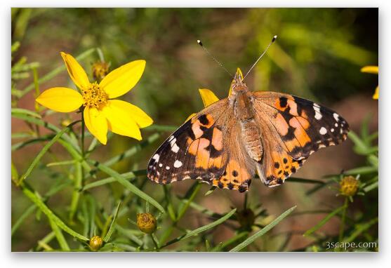 Painted Lady Butterfly Fine Art Metal Print