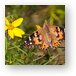 Painted Lady Butterfly Metal Print