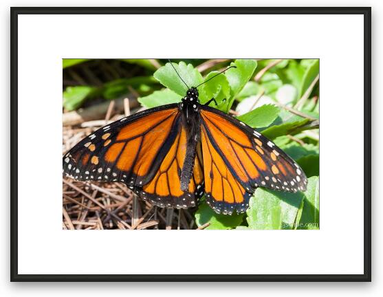 Monarch Butterfly Framed Fine Art Print