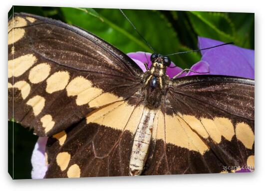 Giant Swallowtail Butterfly Fine Art Canvas Print