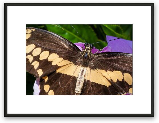 Giant Swallowtail Butterfly Framed Fine Art Print