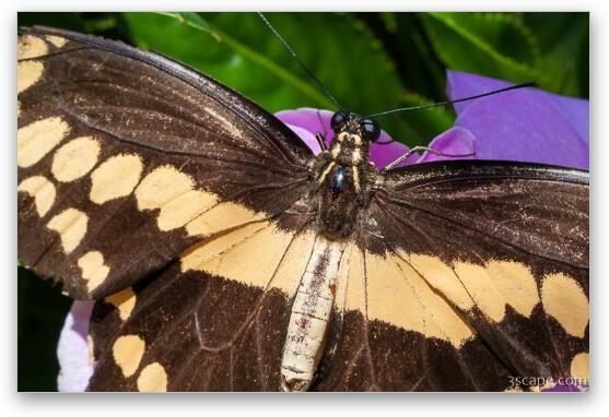 Giant Swallowtail Butterfly Fine Art Print