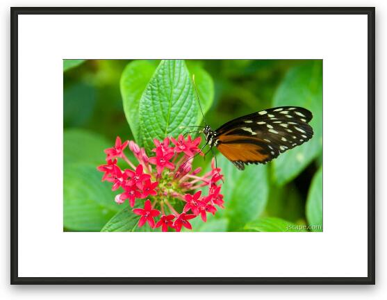 Unidentified Butterfly Framed Fine Art Print