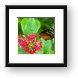 Unidentified Butterfly Framed Print