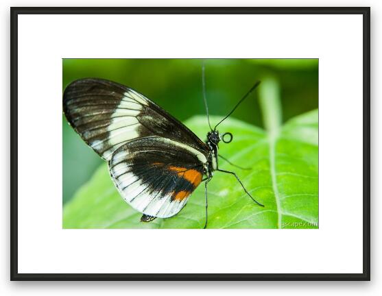 Unidentified Butterfly Framed Fine Art Print