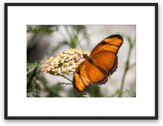 Julia Butterfly Framed Fine Art Print