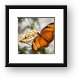 Julia Butterfly Framed Print