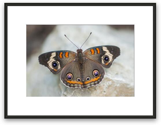Common Buckeye Butterfly Framed Fine Art Print