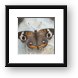 Common Buckeye Butterfly Framed Print
