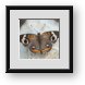 Buy Framed Print