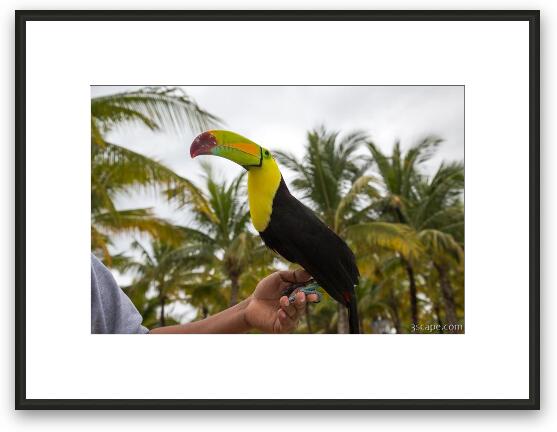 Tucan Bird Framed Fine Art Print