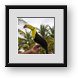 Buy Framed Print