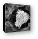 Coral Black and White Canvas Print