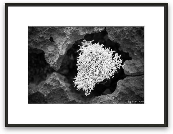 Coral Black and White Framed Fine Art Print
