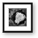 Coral Black and White Framed Print