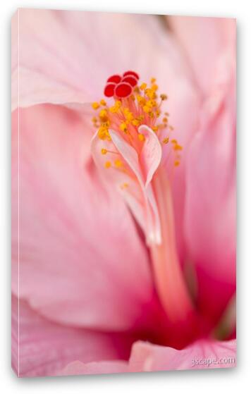 Pink Hibiscus Macro Fine Art Canvas Print