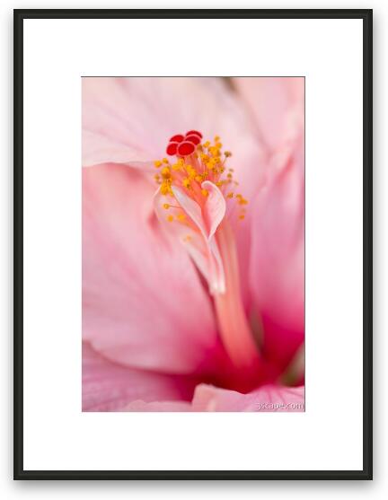 Pink Hibiscus Macro Framed Fine Art Print