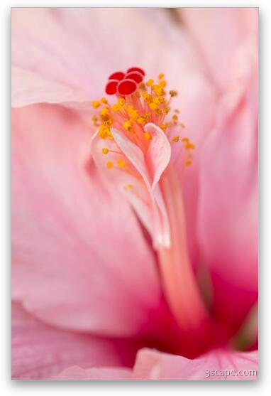 Pink Hibiscus Macro Fine Art Print