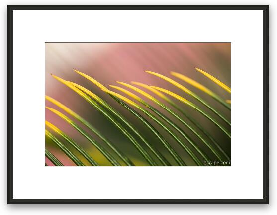 Palm Macro Framed Fine Art Print